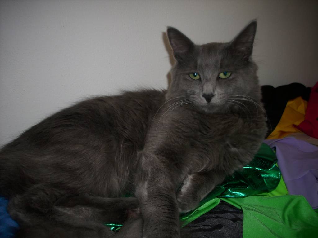 NEBELUNG ARES MODRY PUCH