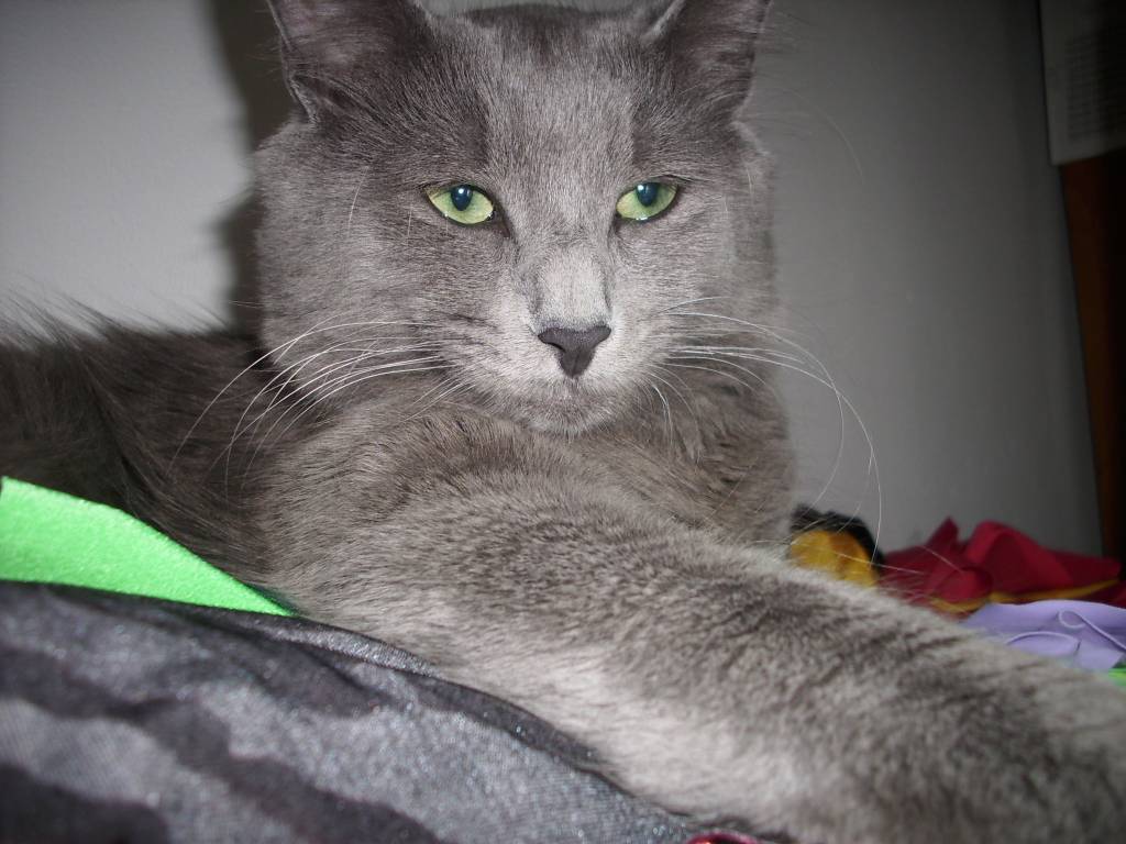 NEBELUNG ARES MODRY PUCH
