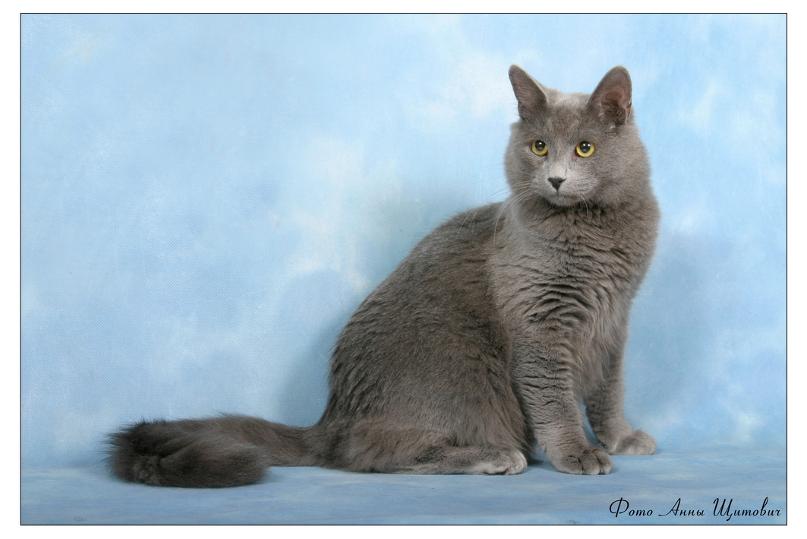 NEBELUNG CATTERY MODRY PUCH