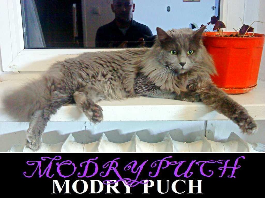 NEBELUNG CATTERY MODRY PUCH