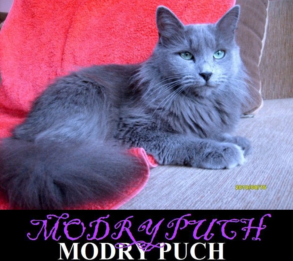 NEBELUNG CATTERY MODRY PUCH