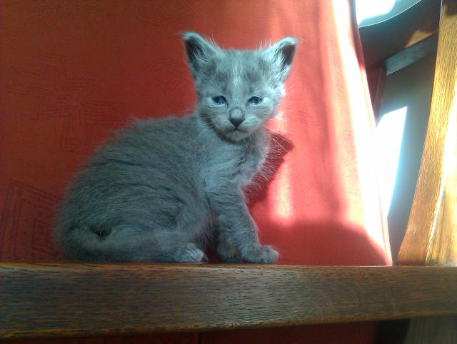 Chiron  Modry Puch Nebelung