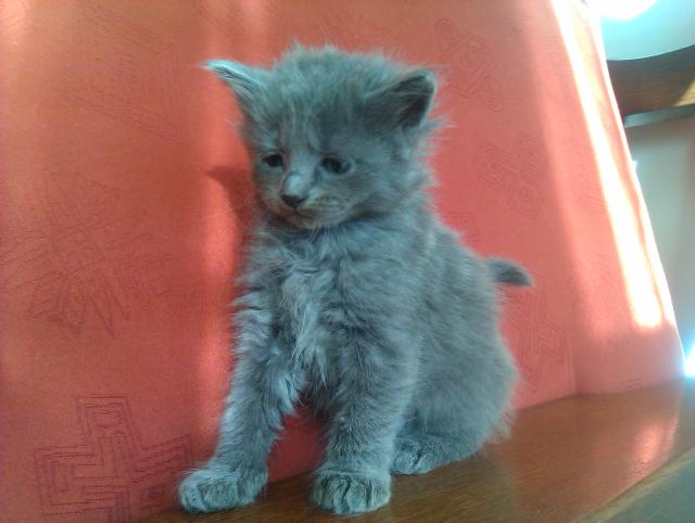 Celebes Modry Puch Nebelung