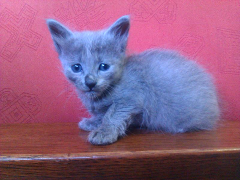 NEBELUNG MODRY PUCH  TEL 691 802 476 CHIRON
