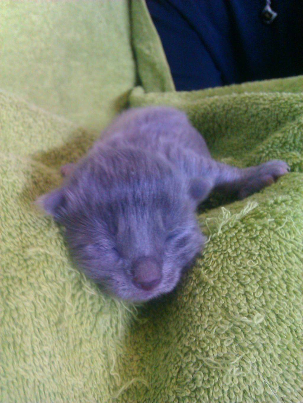 Nebelung modry puch