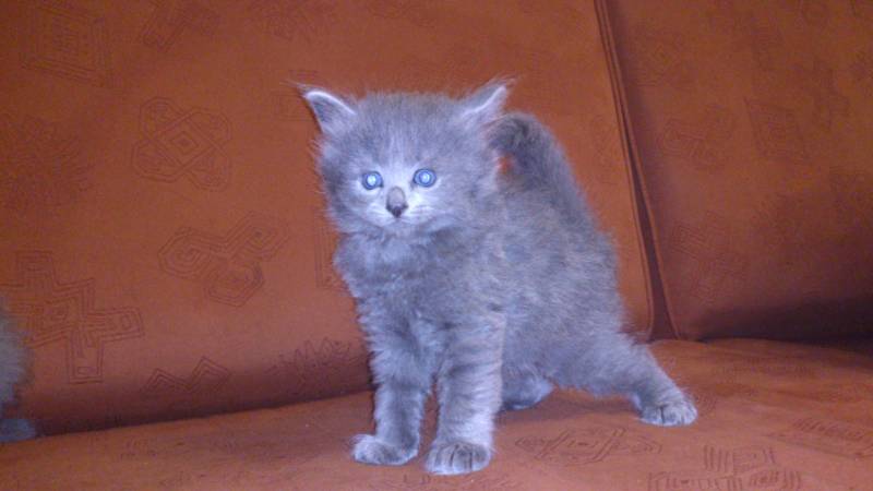 nebelung Modry Puch