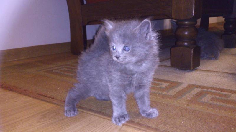 nebelung Modry Puch