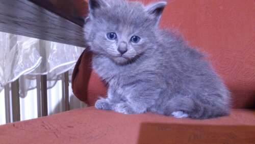 nebelung modry puch