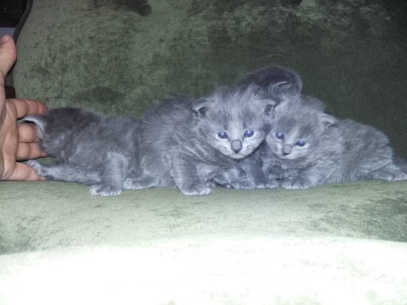 Nebelung modry puch